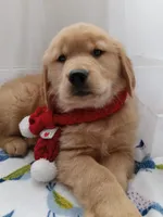 Sunny, a male Golden Retriever for sale in Foxboro, MA – Photo 1 of 10