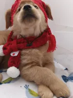 Sunny, a male Golden Retriever for sale in Foxboro, MA – Photo 3 of 10