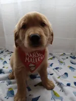 Simba, a male Golden Retriever for sale in Foxboro, MA – 3 of 10