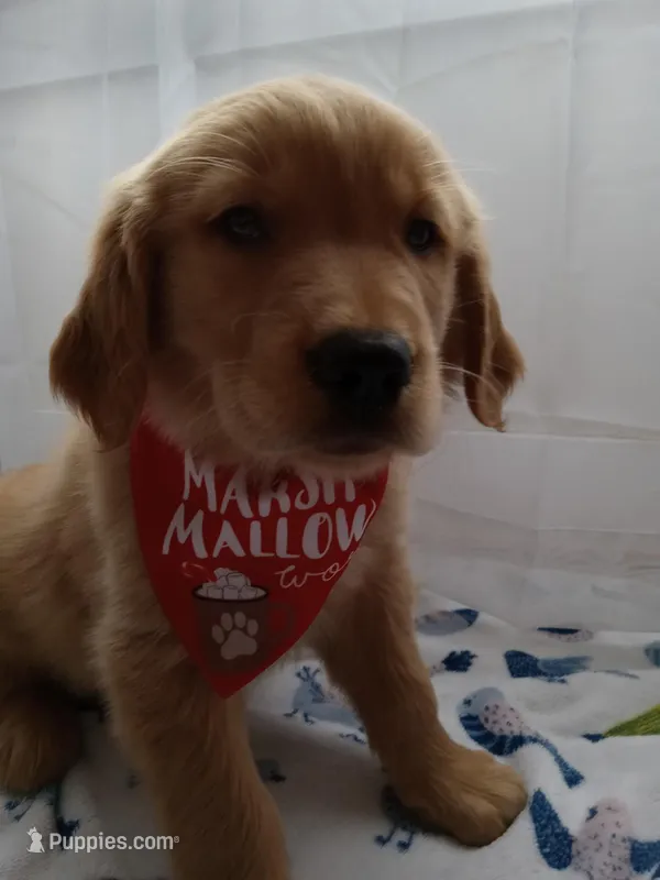 Simba – Golden Retriever puppy for sale in Foxboro, MA