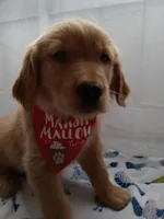 Simba, a male Golden Retriever for sale in Foxboro, MA – 1 of 10