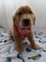 Simba, a male Golden Retriever for sale in Foxboro, MA – 10 of 10