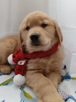 Sunny, a male Golden Retriever for sale in Foxboro, MA – Photo 8 of 10