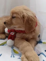 Sunny, a male Golden Retriever for sale in Foxboro, MA – Photo 4 of 10