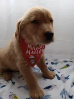 Simba, a male Golden Retriever for sale in Foxboro, MA – 8 of 10
