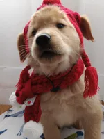 Sunny, a male Golden Retriever for sale in Foxboro, MA – Photo 6 of 10