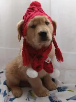 Sunny, a male Golden Retriever for sale in Foxboro, MA – Photo 9 of 10