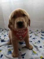Simba, a male Golden Retriever for sale in Foxboro, MA – 5 of 10