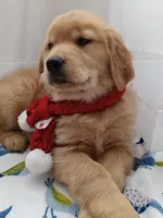 Sunny, a male Golden Retriever for sale in Foxboro, MA – Photo 2 of 10