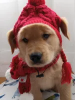 Sunny, a male Golden Retriever for sale in Foxboro, MA – Photo 10 of 10