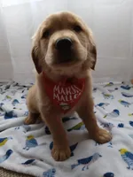 Simba, a male Golden Retriever for sale in Foxboro, MA – 4 of 10