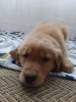 Simba, a male Golden Retriever for sale in Foxboro, MA – 6 of 10