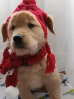 Sunny, a male Golden Retriever for sale in Foxboro, MA – Photo 5 of 10