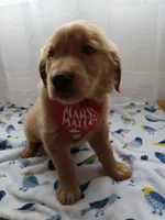 Simba, a male Golden Retriever for sale in Foxboro, MA – 2 of 10