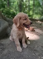 Max, a male Golden Retriever for sale in Foxboro, MA – 6 of 8