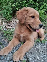 Nova, a female Golden Retriever for sale in Foxboro, MA – 2 of 10
