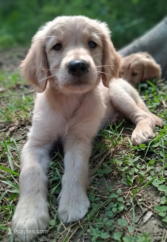 Cooper – Golden Retriever puppy for sale in Foxboro, MA