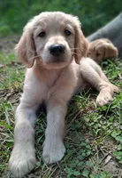 Cooper, a male Golden Retriever for sale in Foxboro, MA – 1 of 5