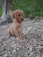 Ruby, a female Golden Retriever for sale in Foxboro, MA – 2 of 7