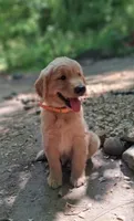 Max, a male Golden Retriever for sale in Foxboro, MA – 8 of 8