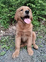 Nova, a female Golden Retriever for sale in Foxboro, MA – 8 of 10