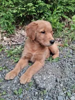 Nova, a female Golden Retriever for sale in Foxboro, MA – 3 of 10