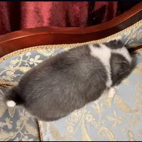 Freya, a female Pomsky for sale in Perkins, OK – Photo 6 of 6