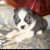 Freya, a female Pomsky for sale in Perkins, OK – Photo 5 of 6