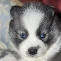 Freya, a female Pomsky for sale in Perkins, OK – Photo 2 of 6