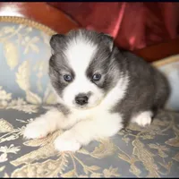 Freya, a female Pomsky for sale in Perkins, OK – Photo 4 of 6