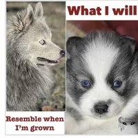 Freya, a female Pomsky for sale in Perkins, OK – Photo 1 of 6