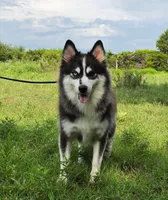 Everest , a female Pomsky for sale in Perkins, OK – 4 of 4