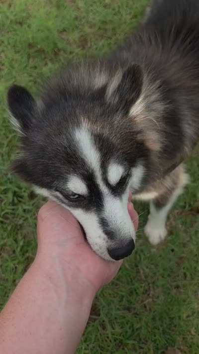 Everest , a female Pomsky for sale in Perkins, OK – 5 of 5