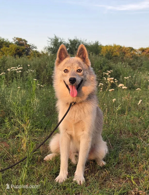 Sterling – Pomsky puppy for sale in Perkins, OK