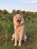 Sterling, a male Pomsky for sale in Perkins, OK – 1 of 5