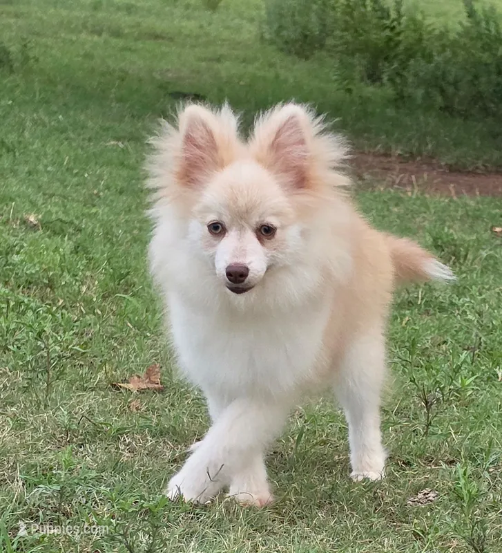Andy  – Pomsky puppy for sale in Perkins, OK