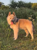 Sterling, a male Pomsky for sale in Perkins, OK – 5 of 5