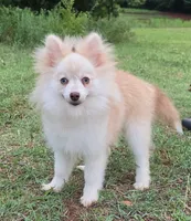 Andy , a male Pomsky for sale in Perkins, OK – 4 of 4