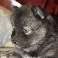 Lycan, a male Pomsky for sale in Perkins, OK – Photo 7 of 7