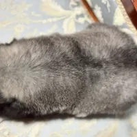 Lycan, a male Pomsky for sale in Perkins, OK – Photo 2 of 7