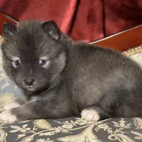 Lycan, a male Pomsky for sale in Perkins, OK – Photo 4 of 7