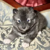Lycan, a male Pomsky for sale in Perkins, OK – Photo 5 of 7