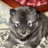 Lycan, a male Pomsky for sale in Perkins, OK – Photo 6 of 7