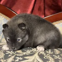 Lycan, a male Pomsky for sale in Perkins, OK – Photo 3 of 7