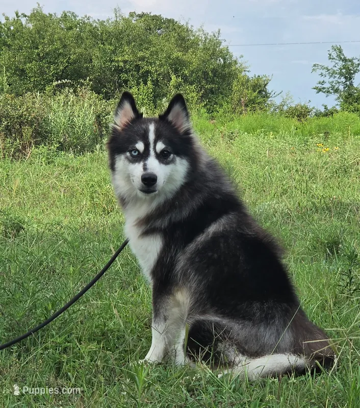 Everest , a female Pomsky for sale in Perkins, OK – 1 of 4