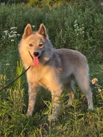 Sterling, a male Pomsky for sale in Perkins, OK – 2 of 5