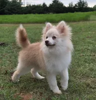 Andy , a male Pomsky for sale in Perkins, OK – 2 of 4