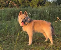 Sterling, a male Pomsky for sale in Perkins, OK – 3 of 5