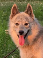 Sterling, a male Pomsky for sale in Perkins, OK – 4 of 5