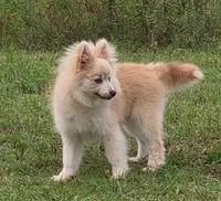 Andy , a male Pomsky for sale in Perkins, OK – 3 of 4